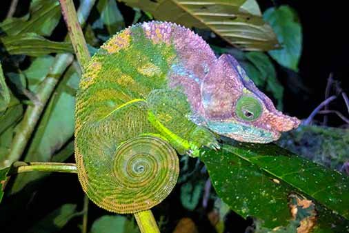 observe the chameleon at night