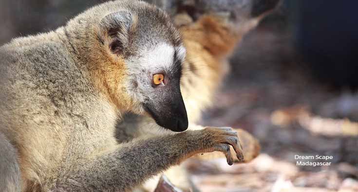 Brown lemur Lemur observed during a wildlife safari in Madagascar with a local guide