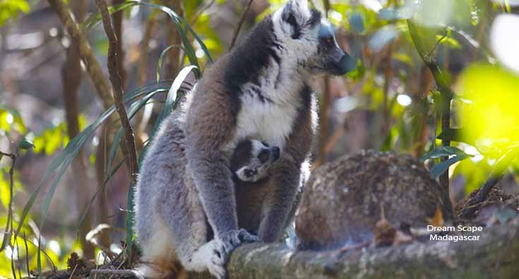 Lemur catta anja Lemur observed during a wildlife safari in Madagascar with a local guide