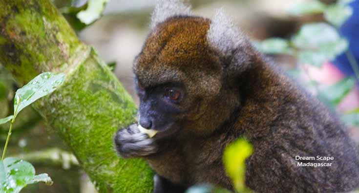 Prolemur simus Lemur observed at ranomafana during a wildlife safari in Madagascar with a local guide