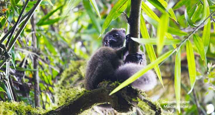 Lemur observed during a wildlife safari in Madagascar with a local guide