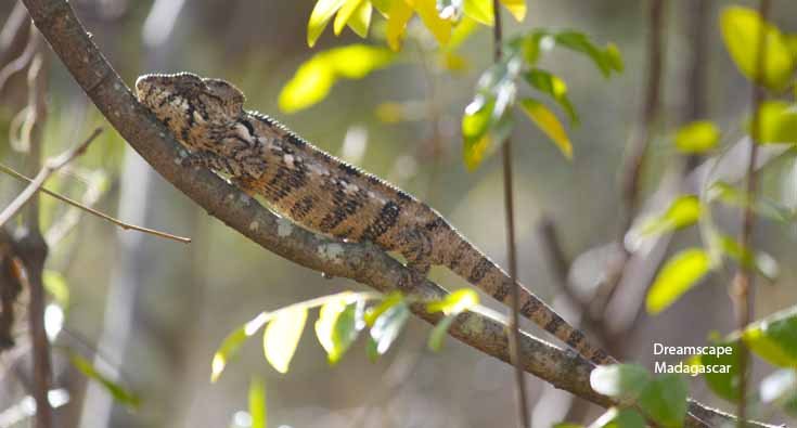 chameleon observed during a wildlife safari in Madagascar with a local guide