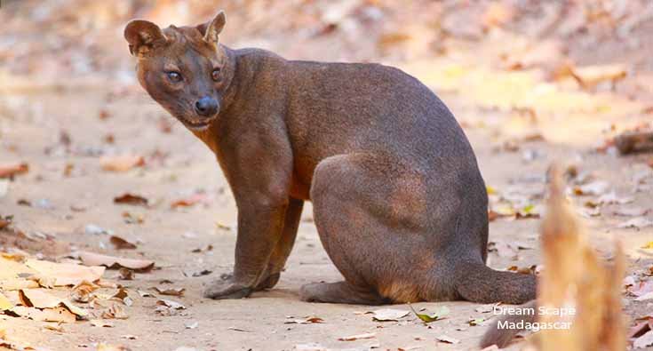 Fossa observed during a wildlife safari in Madagascar with a local guide