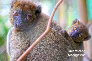 lemur observed during a wildlife safari in Madagascar with a local guide