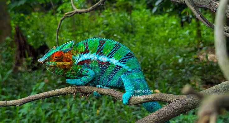chameleon observed during a wildlife safari in Madagascar with a local guide
