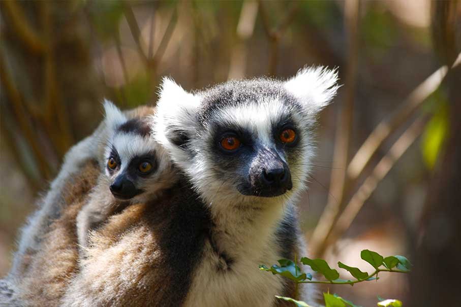 lemur